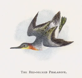 Le Phalarope à Bec Étroit